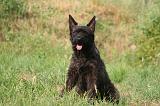 BOUVIER DES ARDENNES 423
